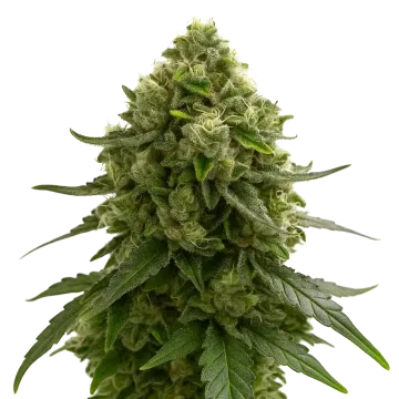 plante de cannabis Amnesia Kush Auto