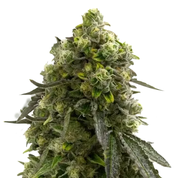 plante de cannabis Amnesia Kush