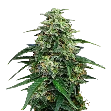 plante de cannabis Amnesia Lemon Kush