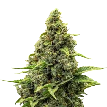plante de cannabis Amnesia