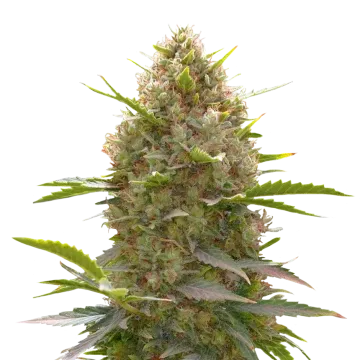 plante de cannabis Amnesia Haze x White Widow