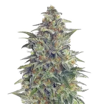 plante de cannabis Animal Cookies