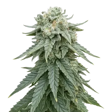 plante de cannabis Animal Face Auto