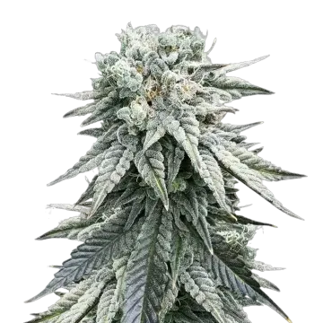 plante de cannabis Animal Face