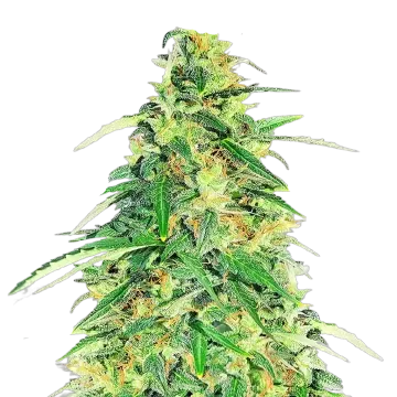 plante de cannabis Apple Betty