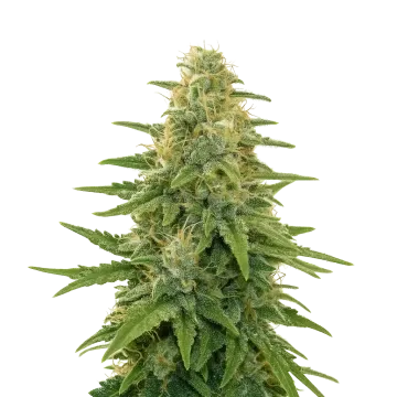 plante de cannabis Apple Fritter Auto