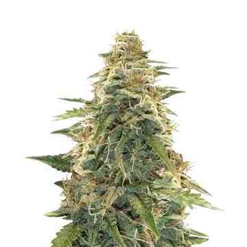 plante de cannabis Apple Fritter