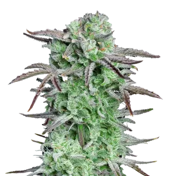 plante de cannabis Apples and Bananas