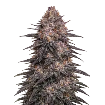 plante de cannabis Archive Runtz