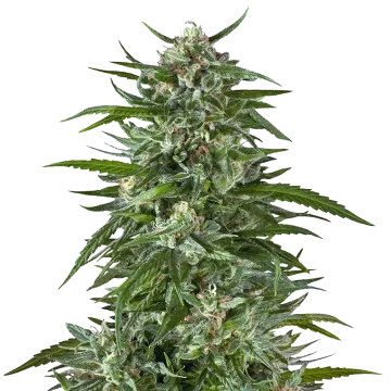 plante de cannabis Aspirin OG