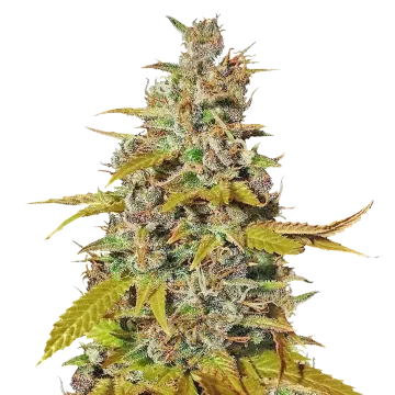 plante de cannabis Australian Gold
