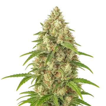 plante de cannabis Banana Zkittlez Auto