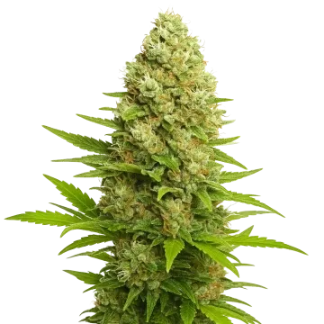 plante de cannabis Banana Kush Auto