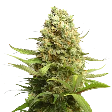 plante de cannabis Banana Kush