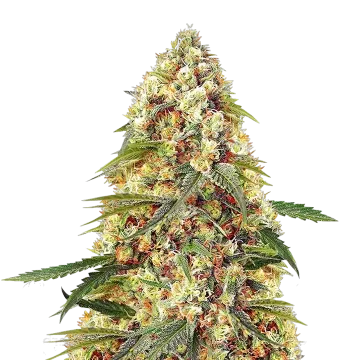 plante de cannabis Banana Zkittlez