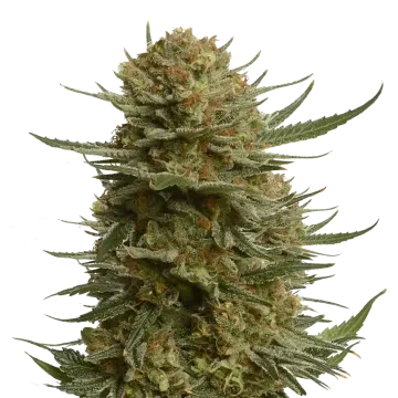plante de cannabis Berner's Cookies