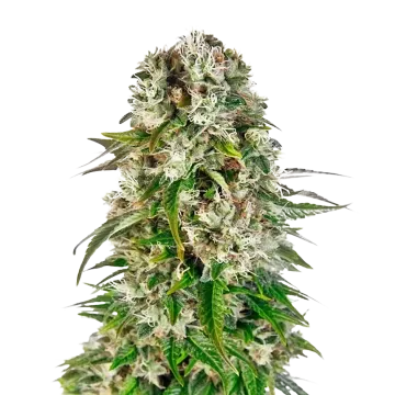 plante de cannabis Big Bud