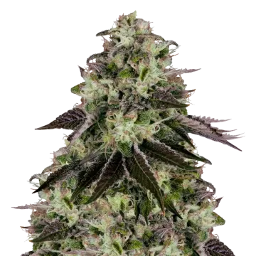 plante de cannabis Biscotti