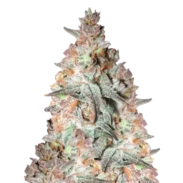 plante de cannabis Black Cherry Soda