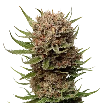 plante de cannabis Black Domina