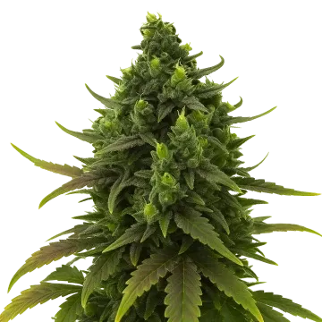 plante de cannabis Black Jack Auto
