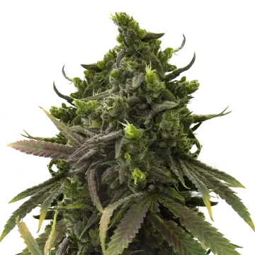 plante de cannabis Black Jack