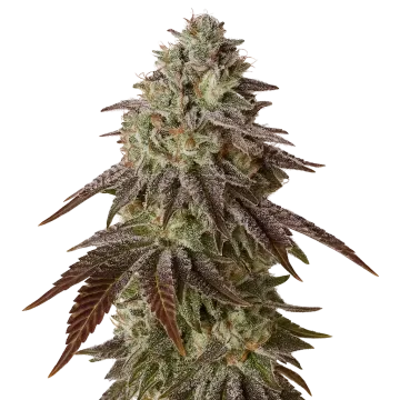 plante de cannabis Black Runtz Auto