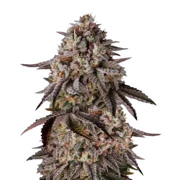 plante de cannabis Black Runtz