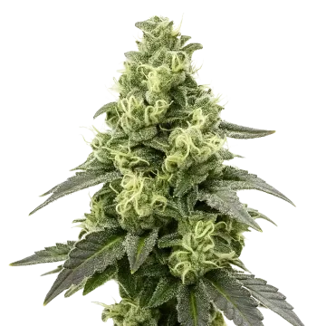 plante de cannabis Black Widow Auto