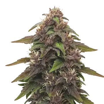 plante de cannabis Blackberry Kush Auto