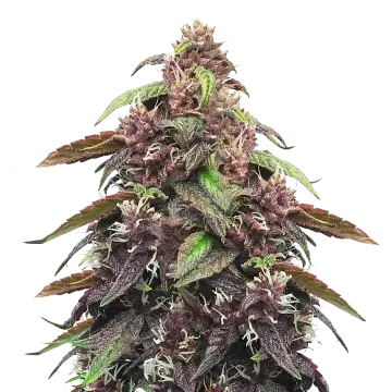 plante de cannabis Blackberry Kush