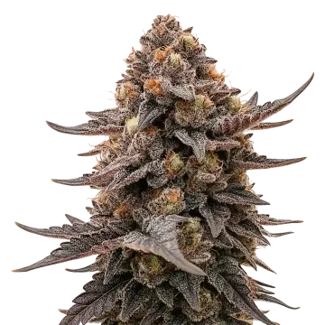 plante de cannabis Blackberry Moonrocks Auto