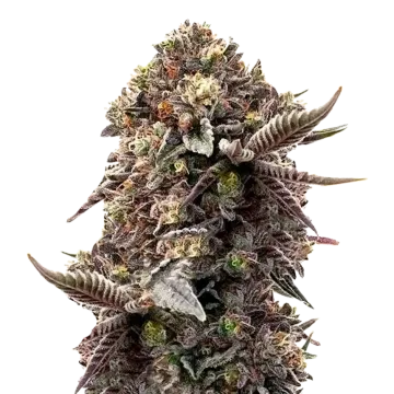 plante de cannabis Blackberry Moonrocks
