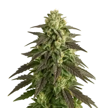 plante de cannabis Blue Cheese Auto