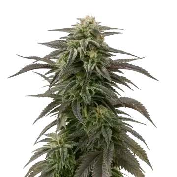 plante de cannabis Blue Cheese