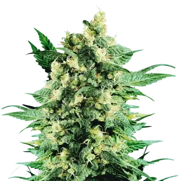 plante de cannabis Blue Cookies
