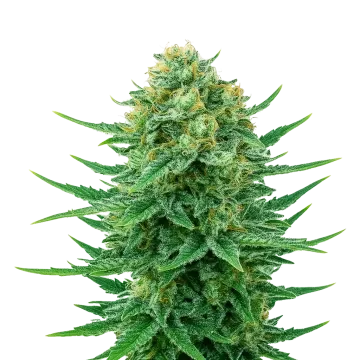 plante de cannabis Blue Dream Auto