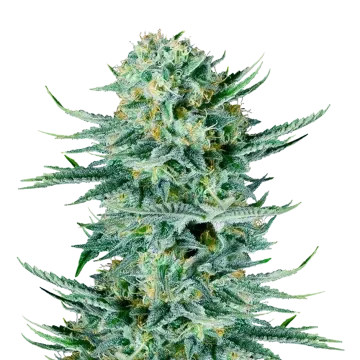 plante de cannabis Blue Dream