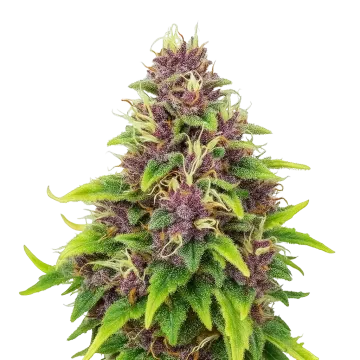 plante de cannabis Blueberry Auto