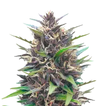 plante de cannabis Blueberry CBD