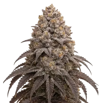 plante de cannabis Blueberry Kush