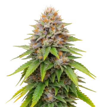 plante de cannabis Blueberry Muffin
