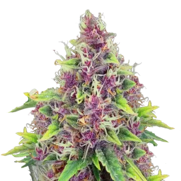 plante de cannabis Blueberry