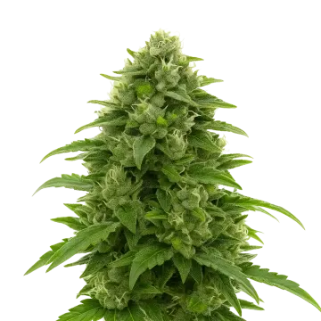 plante de cannabis Bruce Banner Auto