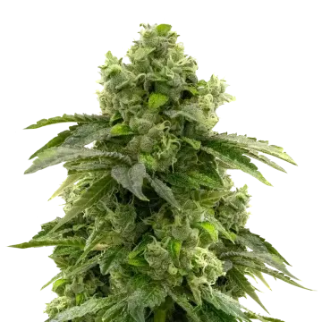 plante de cannabis Bruce Banner