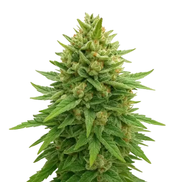 plante de cannabis Bubba Kush Auto