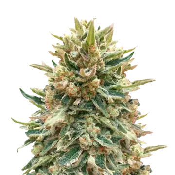 plante de cannabis Bubba Kush