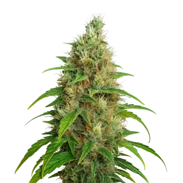 plante de cannabis Bubblegum Auto