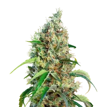 plante de cannabis Bubblegum Régulière