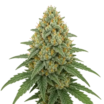 plante de cannabis Bubblegum Sherbet Auto